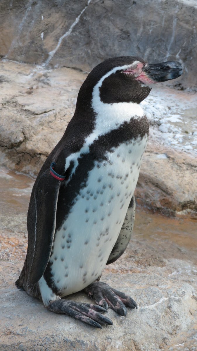 スグル・サトー tweet media