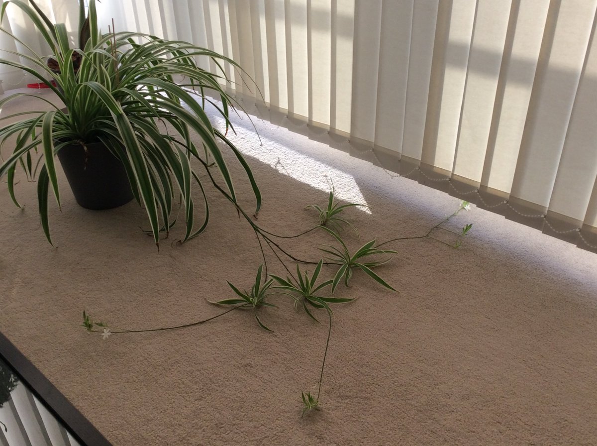 Spider 🕷️plant trying to take over the whole flat 🕸️of a nanomediciner 😱.... 🎃🌱@DPOGreenImpact