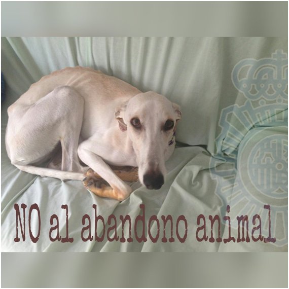 policia's tweet photo. Galgo, pastor alemán, chihuahua, bulldog, golden, mestizo... Ninguno merece ser abandonado. El #abandono de tu mascota es cruel y es DELITO. We ❤ Animals https://t.co/3MzZkQbE15
