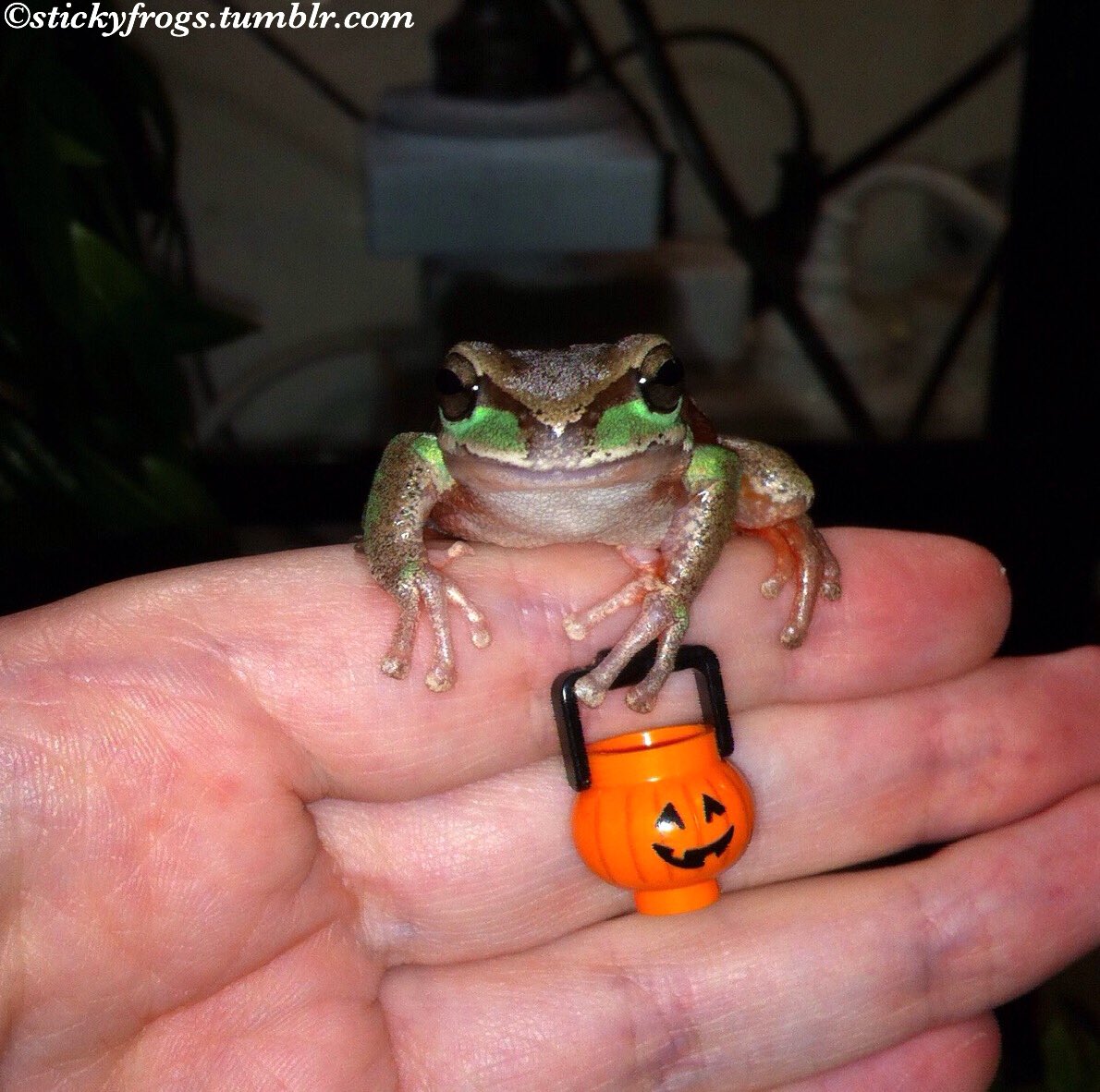 Sticky Frogs tweet media