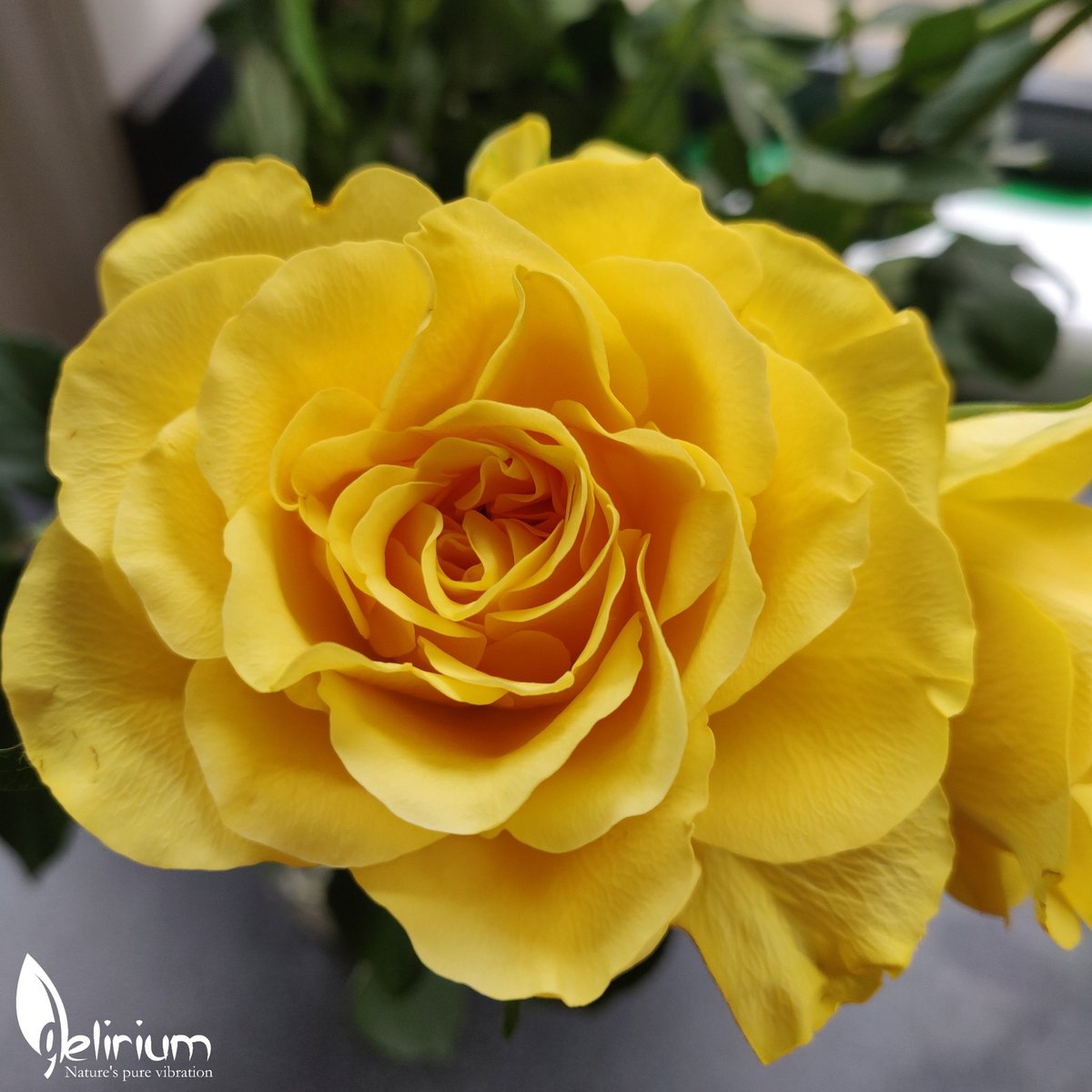 pureddelirium's tweet photo. Beauty of the day 😍

#beauty #beautiful #haveaniceday #beautyoftheday #nature #rose #yellowrose https://t.co/0Ae4w8MI0O