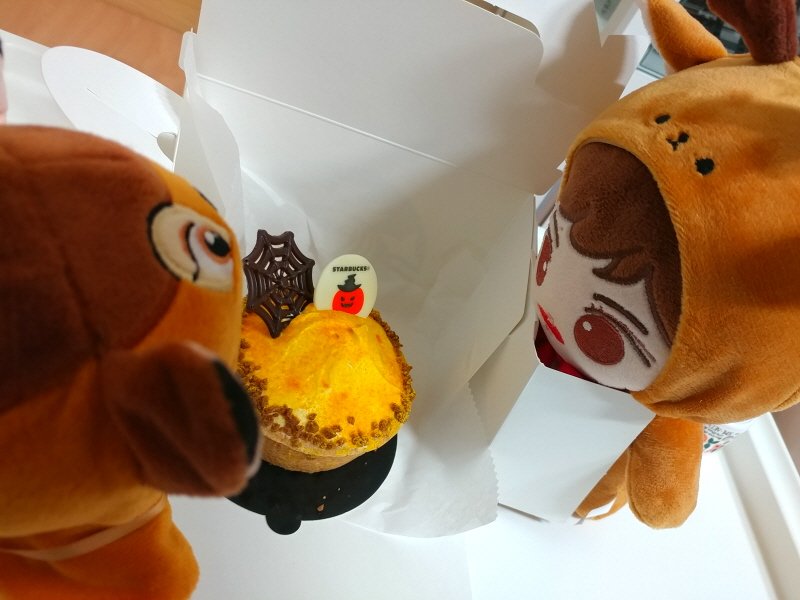 muziNcha's tweet photo. 할���윈 기념 사진ㅎㅎ 그래봐야 케이크 한조각이지만 얘들이랑 먹으면 안 심심할거 같아서. 뚱챠는 몸매와 어울리게 먹을 걸 갈구하는 포즈~ 귀욤~ https://t.co/eFsn7gqpia
