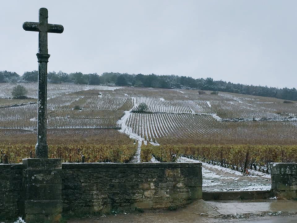 HeartofBurgundy tweet media