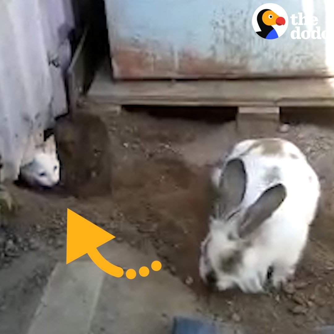 Just a bunny casually saving a cat.