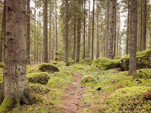 Beautiful trail! #skog #forest #natur #nature #naturfoto #naturephoto #visituppland #outdoorlife #friluftsliv #kvinnligaäventyrare #outdoor #gooutside #woods #trees #raw_sweden #raw_nature #raw_nordic #naturälskare #skogsbad #trail_magic #trail ( #📷 @anna_outdoorlife )