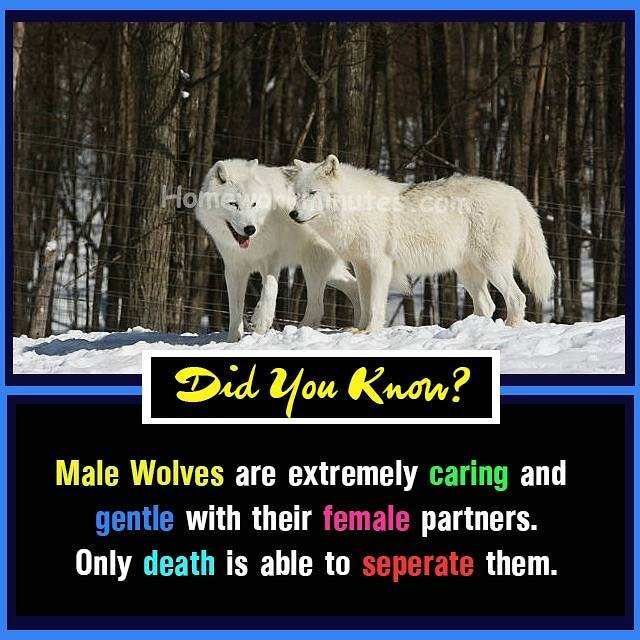 FactsHwm's tweet photo. #HappyHalloween #Halloween #trickortreat #WednesdayWisdom #RedSoxParade #Homeworkminutes #Assignmentshelp https://t.co/DxSaSBQ5CG