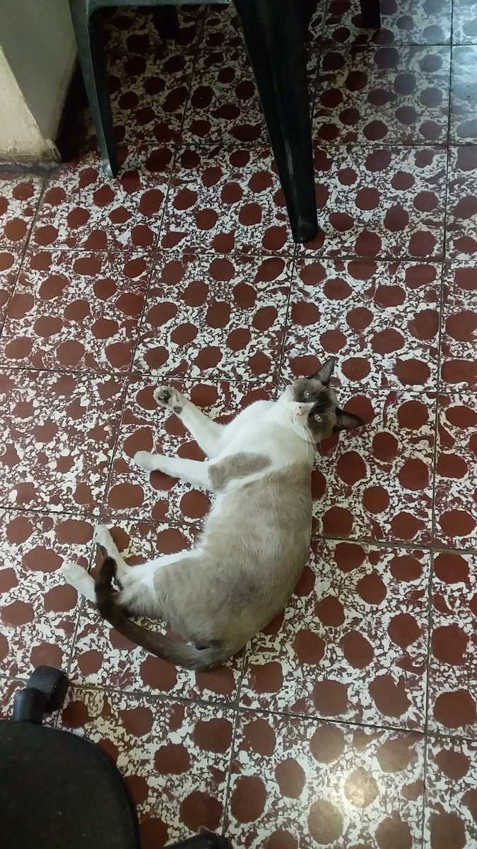 Dakapo64's tweet photo. ¿Cómo que obstrucción del paso, humano? ¡Acaso no ves que son mis dominios!.. 🐱 #Gaticus https://t.co/66aT28PKGI