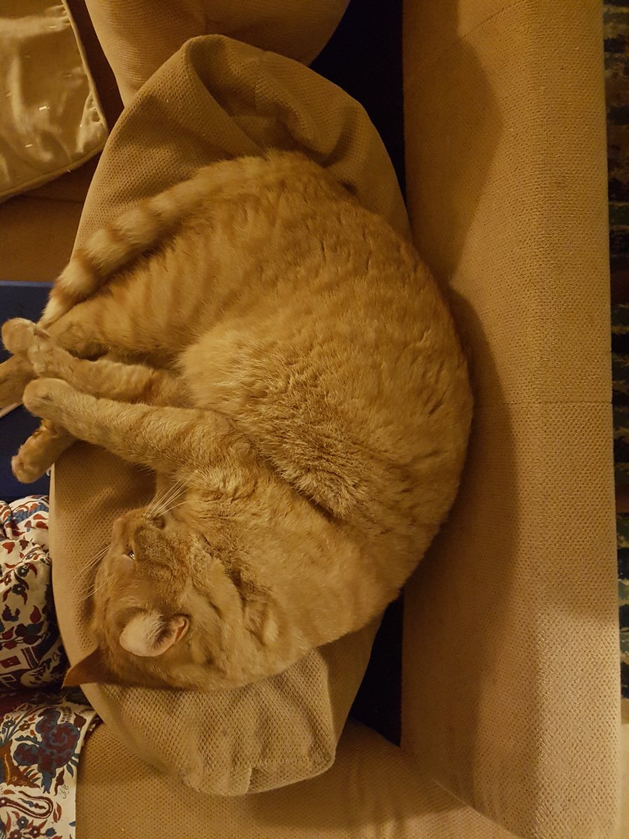 OPROEP: is er iemand die Tijger, de kat van m'n vader, tijdelijk in huis kan nemen zolang m'n vader in het ziekenhuis ligt/aan het revalideren is? Zal minimaal paar maanden. #Tijger is lief, aanhankelijk, soms wispelturig en een echte buitenkat. RT is lief. #dtv