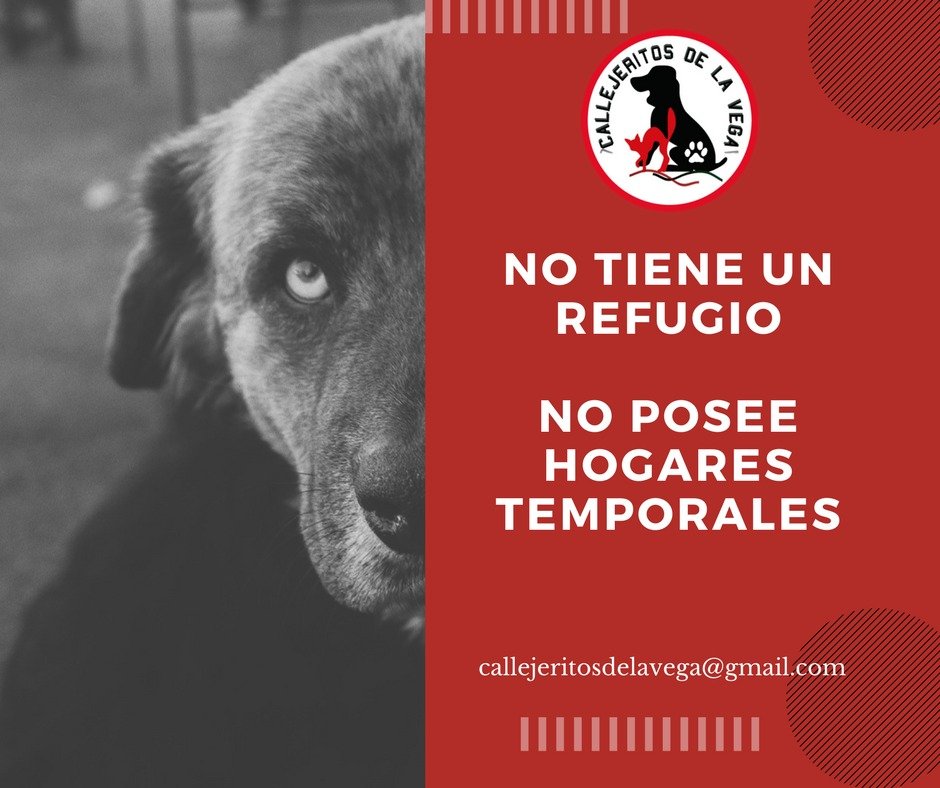 la Fundación no tiene refugio, los hogares y refugios son pagados, nuestro trabajo es autogestionado  y no podemos hacernos cargo de todo lo que pasa en la vega central, si ve una emergencia, también puede ayudar y tomar el caso, todos podemos ayudar,no espere que el otro lo haga