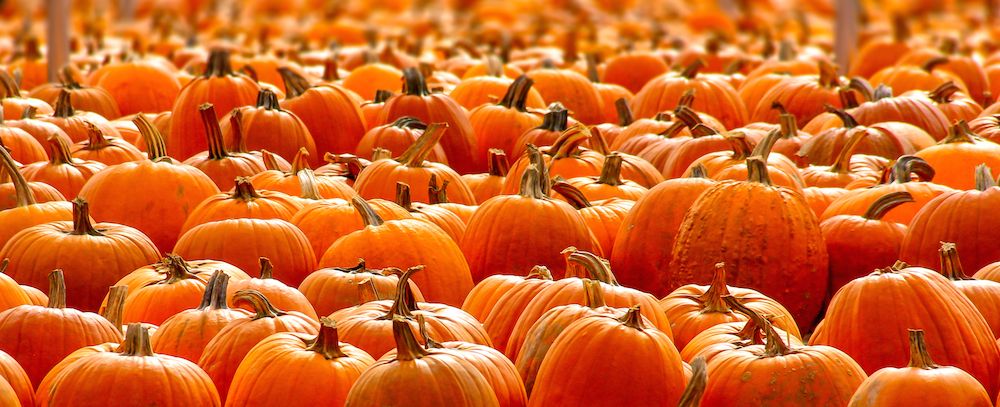 AddCooking's tweet image. Happy #Halloween 🎃! Need to be caught up to speed when it comes to cooking with #pumpkin? Check these out: buff.ly/2P2YkEl #HappyHalloween #Halloween2018