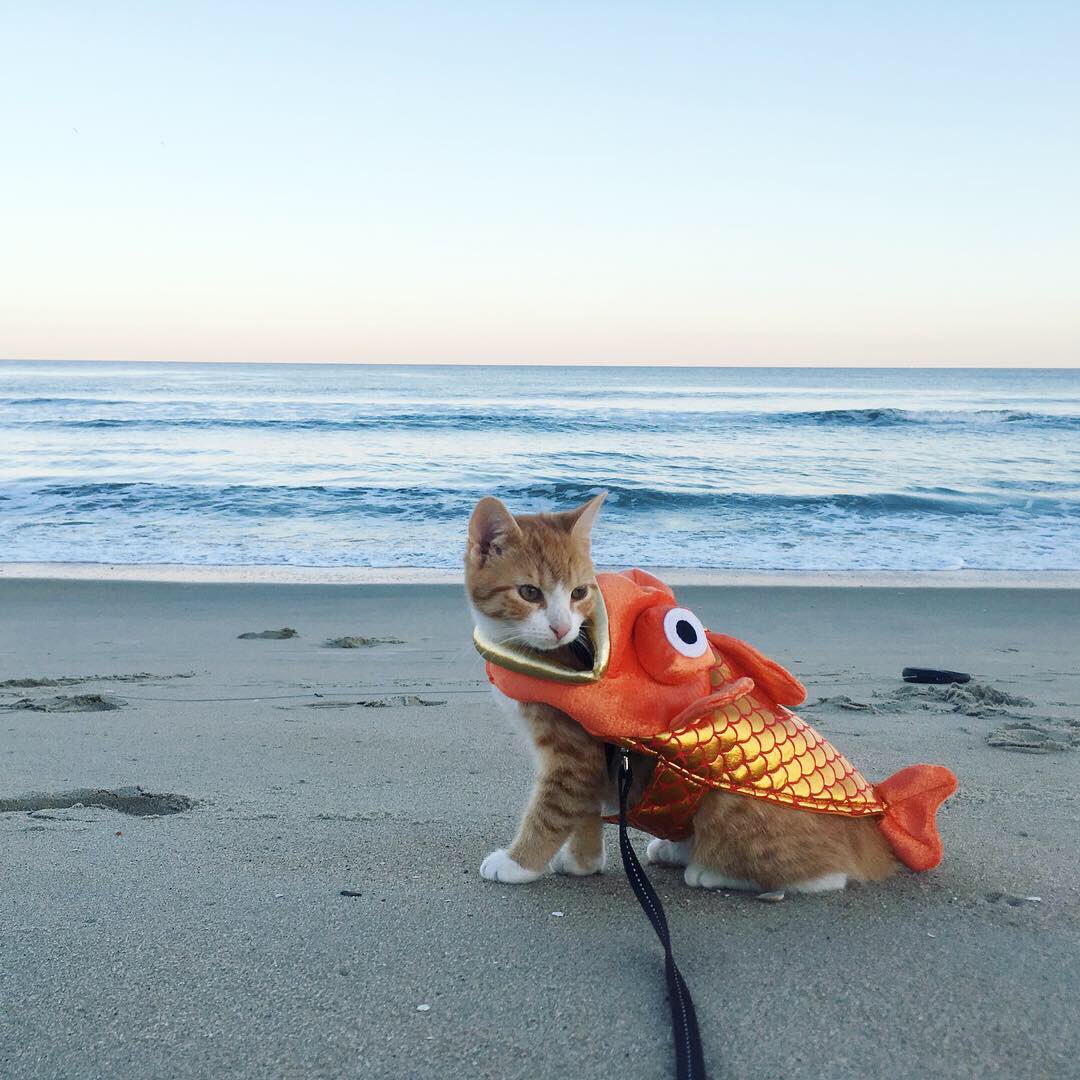 PipBeach's tweet photo. @Petco Can you help us pick out our #halloween #costume? https://t.co/n8slwA0KES