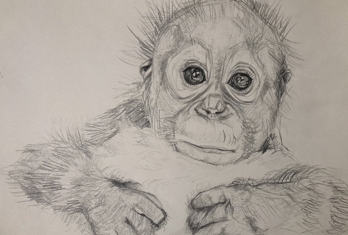 post_state's tweet photo. Did you know Orangs need their first 8 years with their mothers? Help protect orphaned Orangs by donating at and supporting the incredible work of Orangutan Veterinary Aid #OVAID #orangutanveterinaryaid #CroeniFoundation #ApeHero2018
Donation page here: https://t.co/z2VA9IxTQp… https://t.co/jvTrBm3rAS