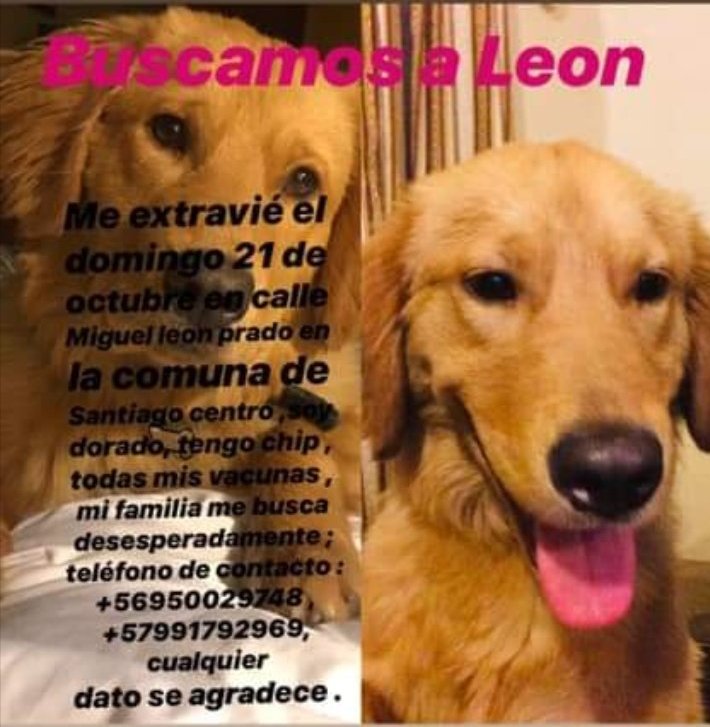 #Santiago aunque podría estar en cualquier comuna se busca a León tiene chip,  sin placa de ID. Si lo ven retener y avisar por favor.
<a href="/mascotalerta/">Fundación MASCOTALERTA</a> <a href="/UaaChile/">UAA Chile</a>
<a href="/eugenialanonna/">Eugenia Fernández G.</a> <a href="/Trinufa/">Trina</a> <a href="/bartorell/">#SoyBartorell</a> @Palomafreak <a href="/conimendez/">Coni Méndez K.</a>  <a href="/paolitavm/">Paolita🐶🐕🐈‍⬛🐱🐾🐾</a> 
<a href="/NoticieroAnimal/">NOTICIERO ANIMAL ® 🐾</a> <a href="/marti_nita/">Martina Yáñez</a> <a href="/PerrosPlazaHuem/">Perras Tuiteras🐾 Barrio Franklin 🇨🇱🐶🐱</a>