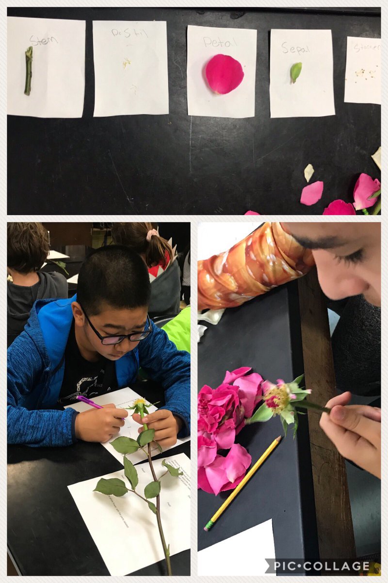 A2ELLTeacher's tweet photo. This morning #ELLs we’re actively engaged in their #7thgradescience #flowerdissection activity.  #handsonlearning https://t.co/z2sozCVpUN