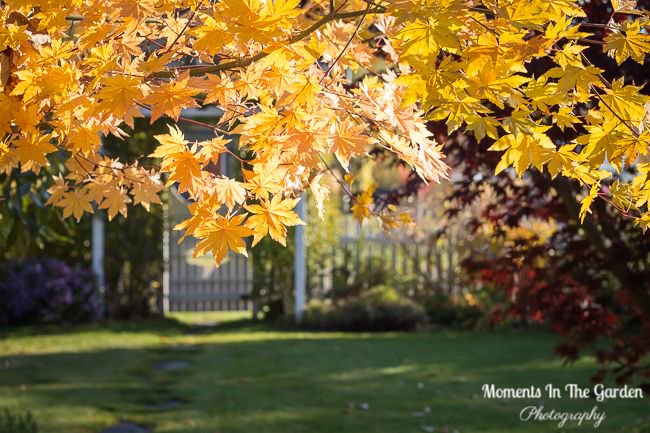 MomentsintheG's tweet photo. Happy Halloween. Look our for my blog post on A Vibrant Fall which highlights the month of October in all its glory @momentsinthegarden #vibrantfall #Halloween #goldenleaves #lateoctobergarden #momentsinthegardenphotography https://t.co/z4VHrgLda2