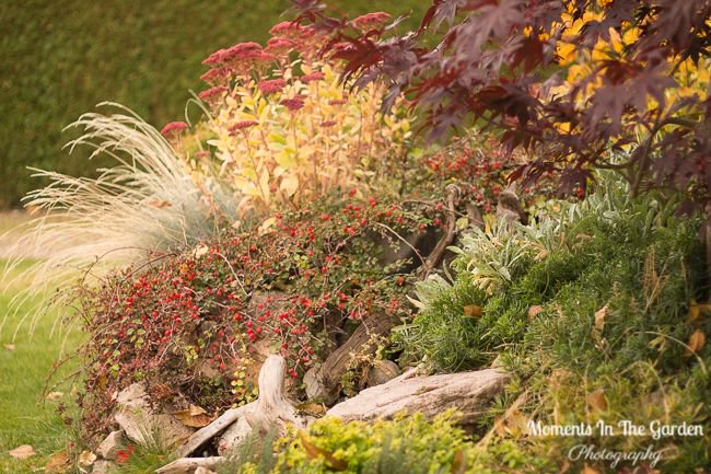 MomentsintheG's tweet photo. Happy Halloween. Look our for my blog post on A Vibrant Fall which highlights the month of October in all its glory @momentsinthegarden #vibrantfall #Halloween #goldenleaves #lateoctobergarden #momentsinthegardenphotography https://t.co/z4VHrgLda2