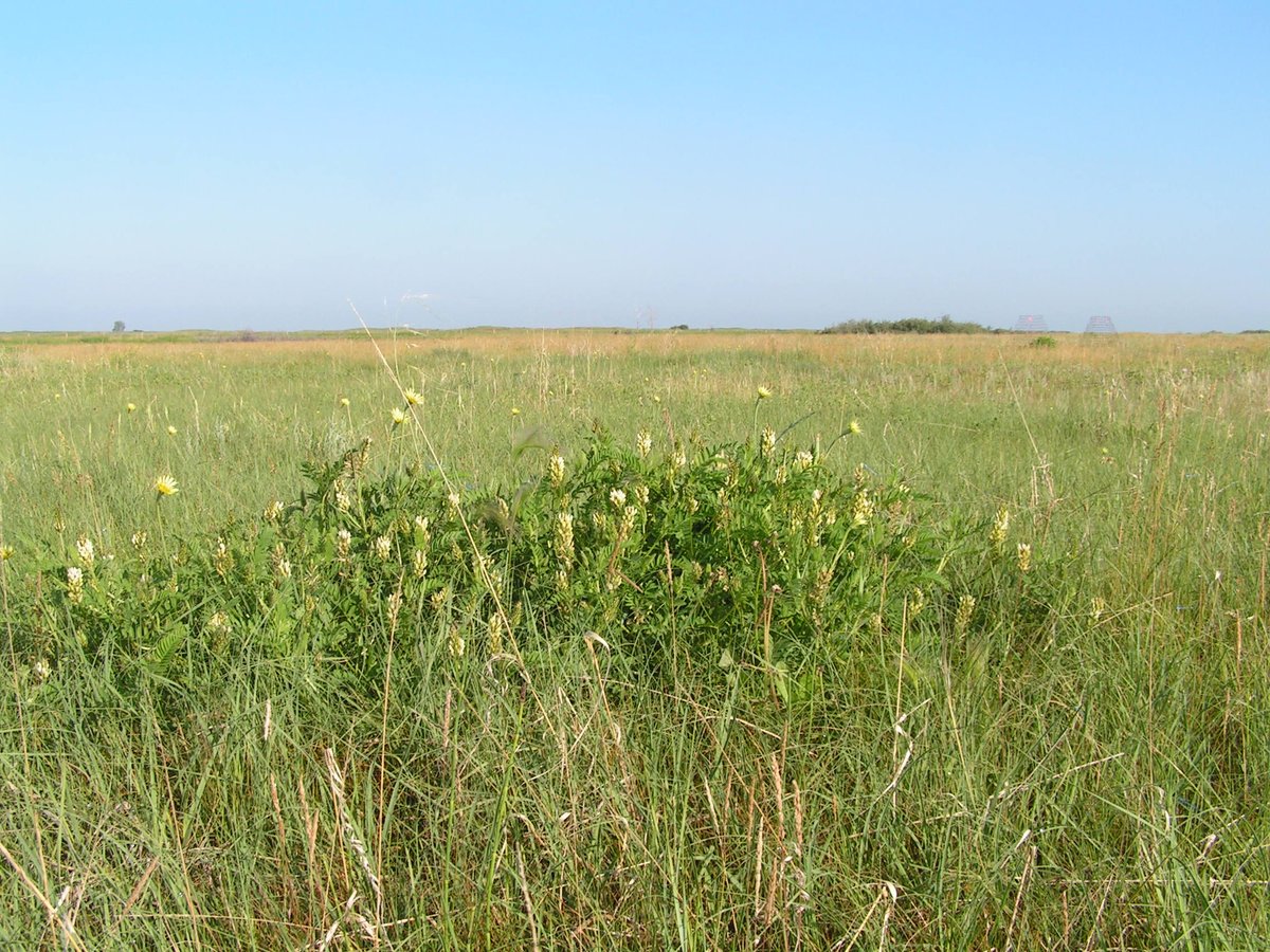 CamCarlyle's tweet photo. Kyle's paper on the effects of #cicermilkvetch invading dry #mixedgrass #prairie is available here https://t.co/ZfoD70zkwM Work was done at the #Mattheisranch @UAlbertaRRI @UofAALES https://t.co/YfjdXqxx8L