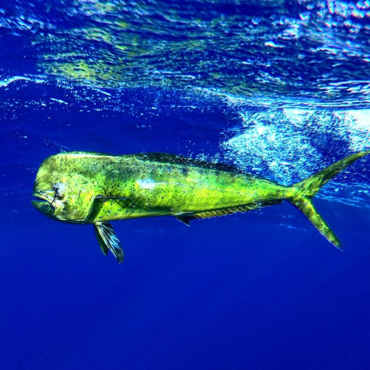 CoastalFishingC's tweet photo. Always a welcoming surprise
.
#coastalfishing #coastalrod #coastalfishingrod #coastalfishingrod #coastallure #deepsea #mahifishing #mahi #mahifish #deepseafishing #offshoremahi https://t.co/hE1j7MdSjF