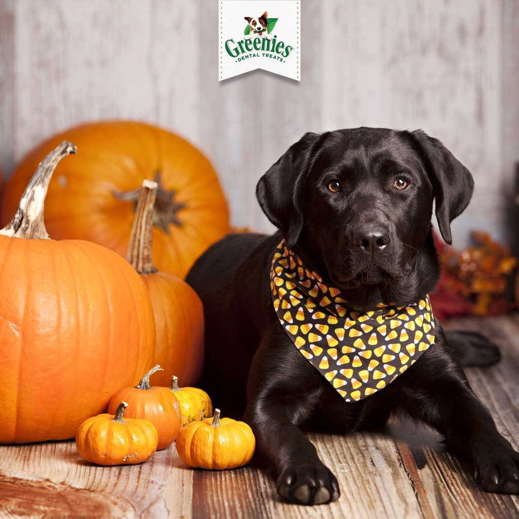 Despite what those pleading eyes may tell you this evening, here's a reminder of the things that are TREATS for your dogs' mouth:

- Nutritious and delicious (dog) food 
- Appropriately sized safe toys 
- Greenies chews ;)