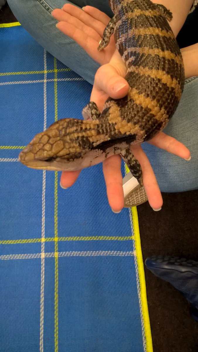 talkadoptionmid's tweet photo. We had a fantastic Family Day! Met and handled some different animals; a few were cuddly, hairy or a bit slimey! #talkadoption #postadoptionsupport #westmidlands @afteradoption https://t.co/lpOcTWd9pD