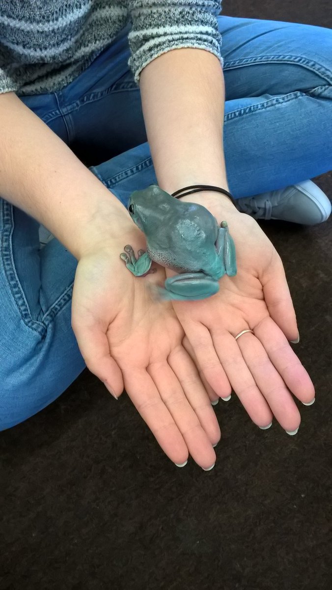 talkadoptionmid's tweet photo. We had a fantastic Family Day! Met and handled some different animals; a few were cuddly, hairy or a bit slimey! #talkadoption #postadoptionsupport #westmidlands @afteradoption https://t.co/lpOcTWd9pD
