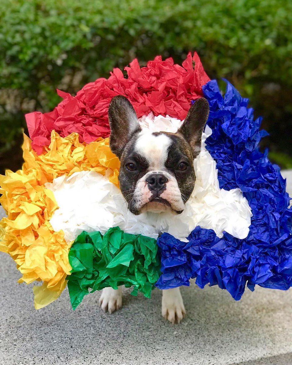 Jamón the Doogler in his Google Cloud costume.