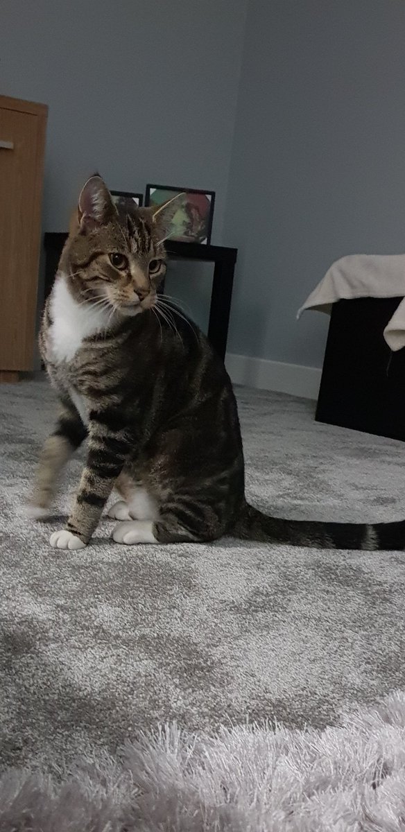 samfwalker's tweet photo. Please RT
My cat, Rambo, has gone missing from the Greystones area of Sheffield (S11).
He is a tabby with white socks, he doesn't wear a collar but he is microchipped.
Please contact me if you see him.
#SheffieldIsSuper https://t.co/pe6KrhnK4M
