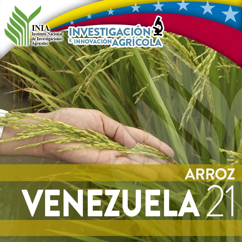 iniavenezuela's tweet photo. #PetroEstabilidadEconómica l A propósito de celebrarse hoy el Día Internacional del Arroz 🌾le invitamos a escuchar nuestra capsula informativa de investigación e innovación agrícola para conocer la variedad de #Arroz "Venezuela 21" vía #SoundCloud 

👉https://t.co/HcxCRrO2rb https://t.co/vIVBL188id