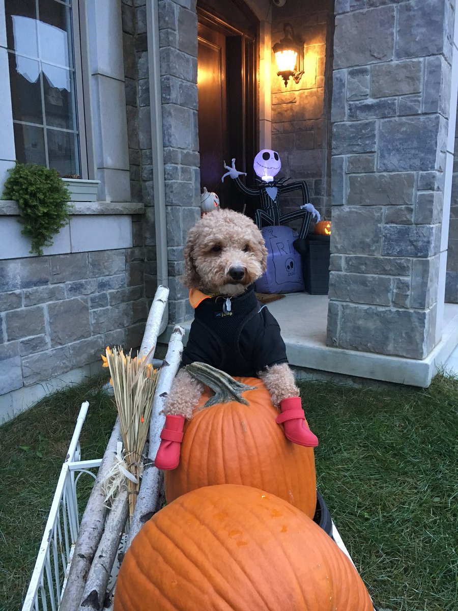 CenaSison's tweet photo. #HappyHalloween2018 everyone. #trickortreat #Halloween2k18 #Halloween #pets #DogsofTwittter @NetPetrage @photogenic_dogs #bestwoof https://t.co/sV1V2YBQnU