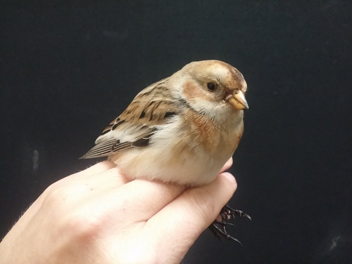 SafeWingsOtt's tweet image. This Snow Bunting rescued yesterday is #windowcollision species no. 125 for Safe Wings. Most birds suffer head trauma when they hit a window, but this one has a pelvic injury and can't stand.