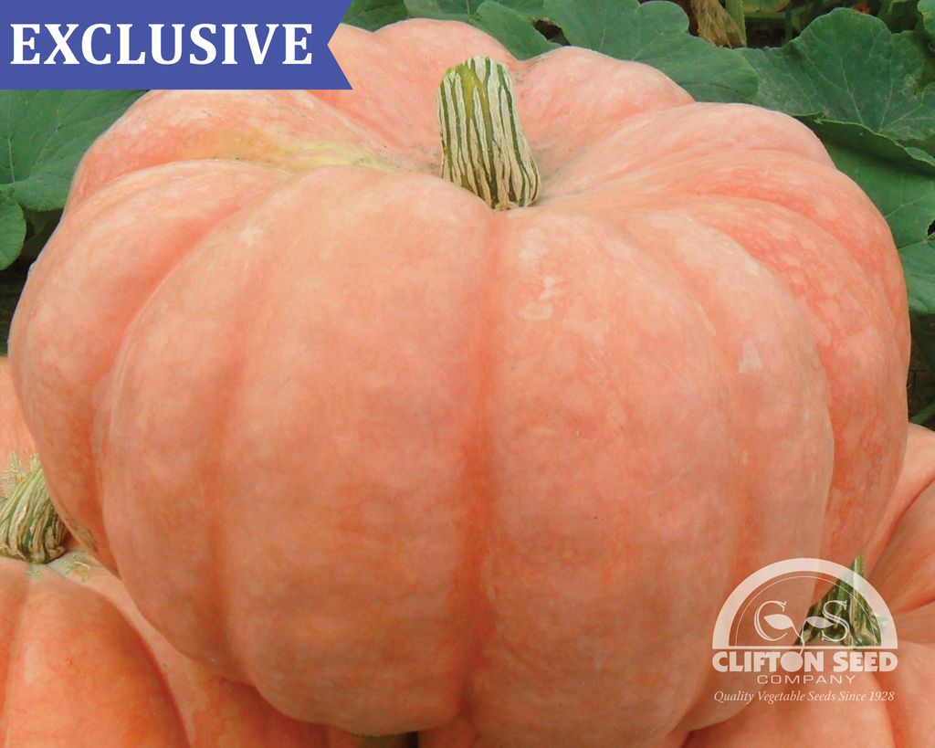 CliftonSeedCo's tweet photo. Happy Halloween🎃🕸| Hope y'all have a safe and fun Halloween.

Pictured: Harvest Moon | Our Exclusive 🎃 Variety 

🕸 Unique Shape , Color &amp; Striping 

🕸 Good Yielder Of Large Fruit

🕸 Great For Ornament Decoration 

Check out our Pumpkin Guide. 
https://t.co/PHluITCXTO https://t.co/B6rvBuS3bZ