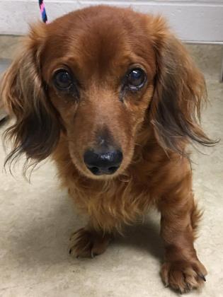 West Valley Humane tweet media