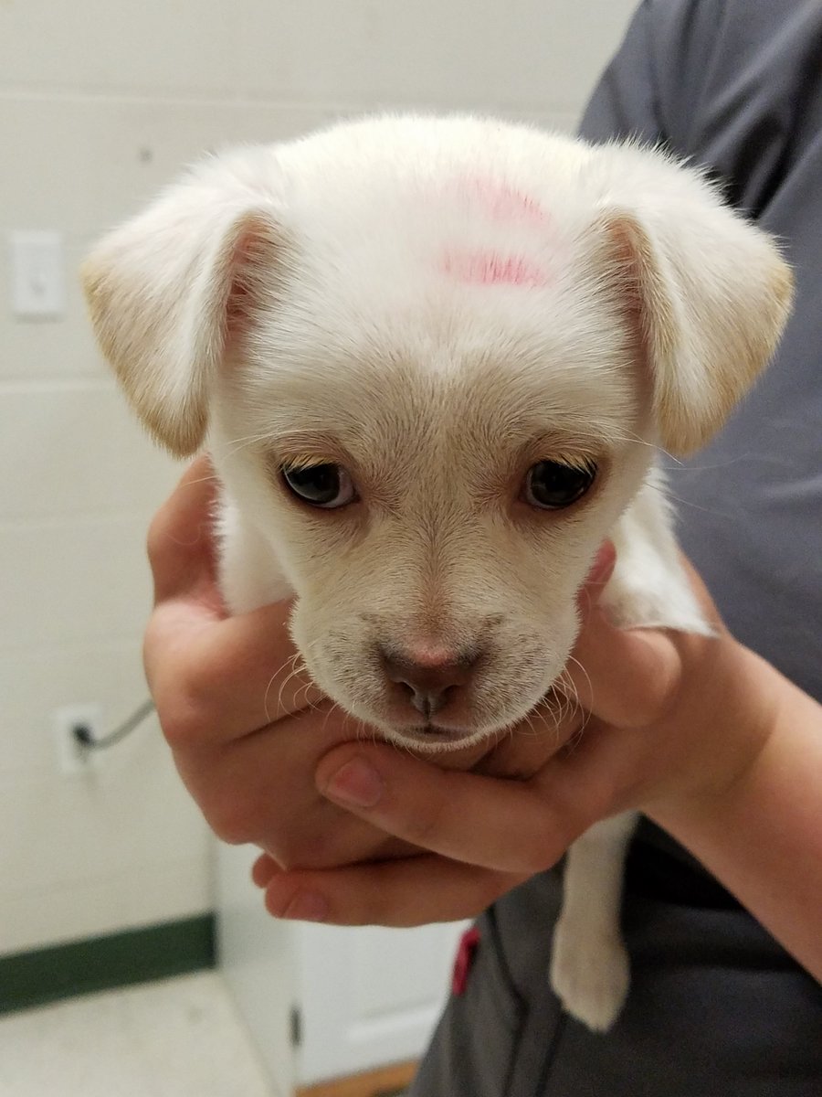 West Valley Humane tweet media