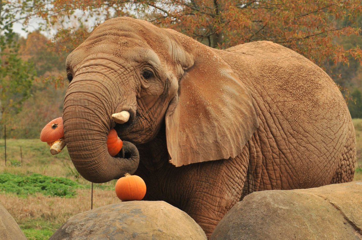 ERProductions's tweet photo. Happy Halloween Herd! We wish you all a safe &amp; spooky holiday! 🎃 
#jointheherd #erp #eers https://t.co/uvOJY1xpnT