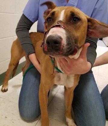 West Valley Humane tweet media