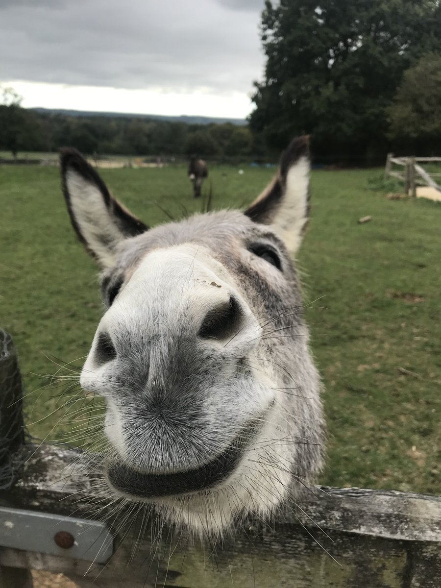 StPeterStJames's tweet photo. We're doing some Twitter training for staff at the hospice tomorrow to teach them how to showcase their amazing work online. 

We're curious to see how far our lovely donkey, Dylan, can travel on Twitter before then to get them inspired. Just LOOK at that face - please RT!! 🥕🌍 https://t.co/20EfMaKBOt