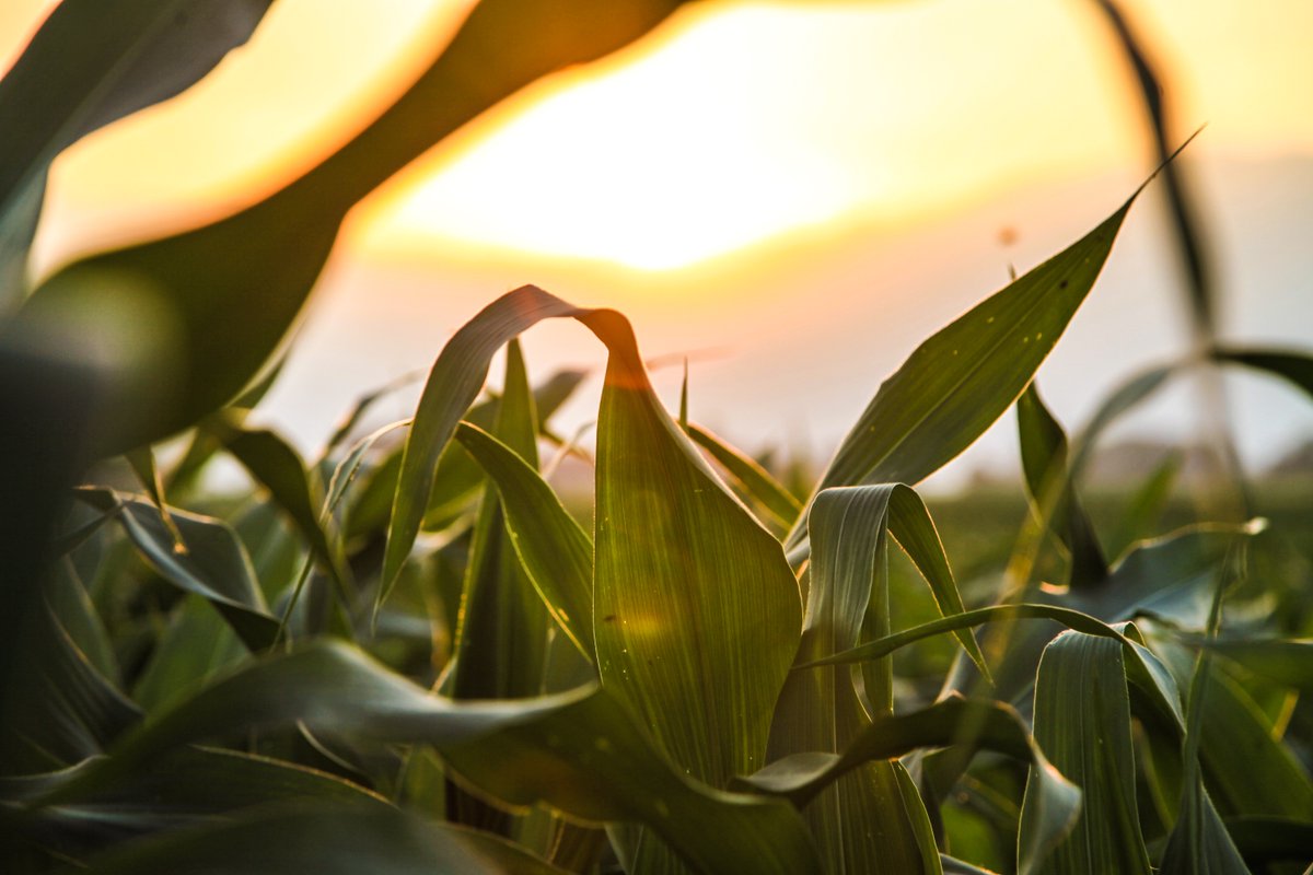 #Soybean yields are predicted to be above last year’s crop, but quantity doesn’t always mean quality. Learn how this season’s weather is impacting #growers: bit.ly/2NRNRuR