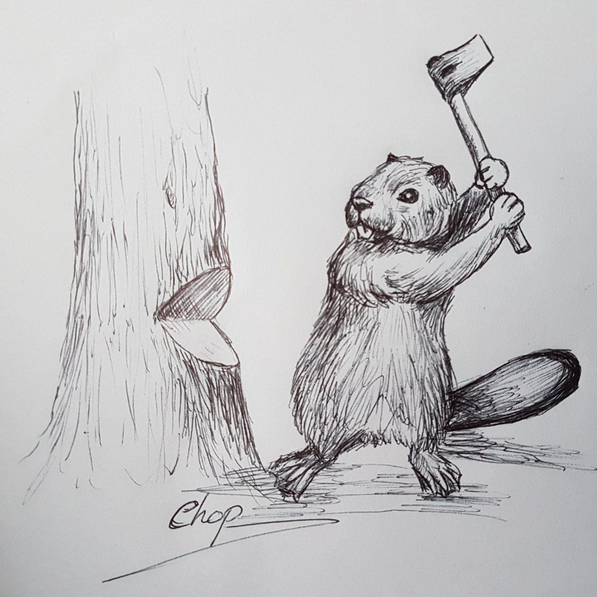 MSuttonArt's tweet photo. Busy weekend so got even more behind.
#inktober Day 24 = #chop
He always wanted to be a lumberjack...
#inktober2018 #inktoberchop #inktobercatchup #beaver #axe #cutdowntrees #hesalumberjack #hesok #montypython #lumberjacksong #sorrynotsorry #penart #illustration @inktober https://t.co/yz2F2EGh0L