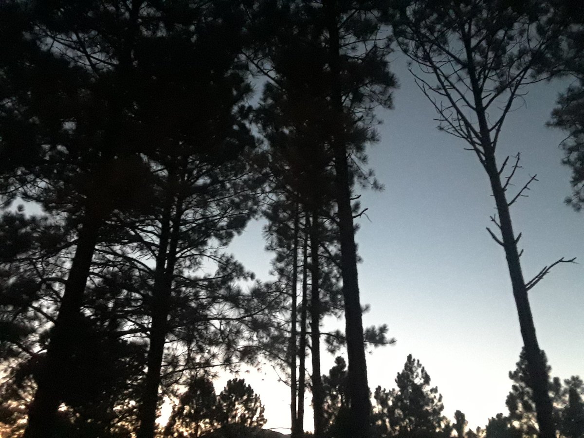 IdleJeremy's tweet photo. The Heart Soul Necklace excerpt

She heard a low but discernible growl in the distance, and she knew that she wasn't alone anymore. She recognized the deep bass that echoed through the forest. A blood eyed wolf was stalking her, and she knew that it could smell her fear.#writing https://t.co/XbH18TfW5Q