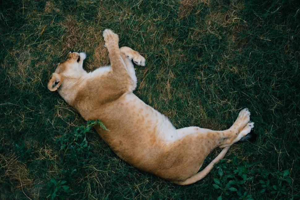 Спавшие животные людей. Животное лежит. Львица лежит. Лежачие животные.