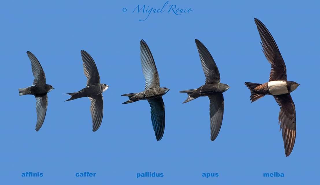 Amazing Swift comparison by Miguel Rouco!