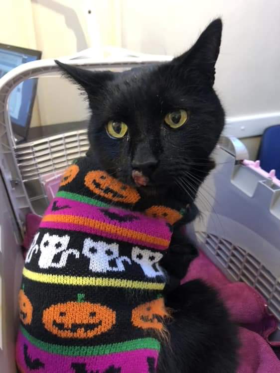 Happy Halloween 🦇 🎃 👻