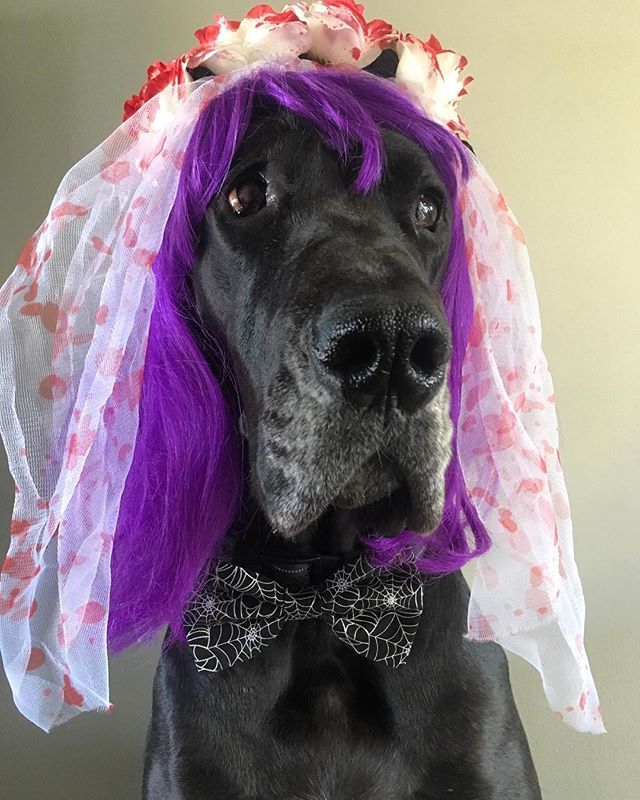 pawtownbandanas's tweet photo. Happy Halloween everyone! I hope you all have a fun and safe night 👻
.
.
.
#greatdane #greatdanes #danes #danesofinstagram #greatdanesofig #greatdanemoments #danesofig #kamloops #funnydogs #halloweencostumes #halloween #halloweendog #cutedogs #kamloo… https://t.co/jWPZZPF53D https://t.co/VggUeMDiSs
