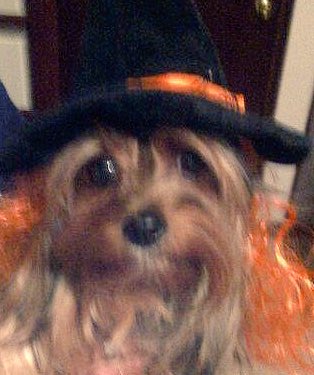 _zanndia's tweet photo. Mi Belle ya lista para la noche de BRUJAS 🐶😻🔥salió a mi 🔮✨ #DogsOfTwitter #Halloween #ThisWitch https://t.co/NW7Z96ZnAQ
