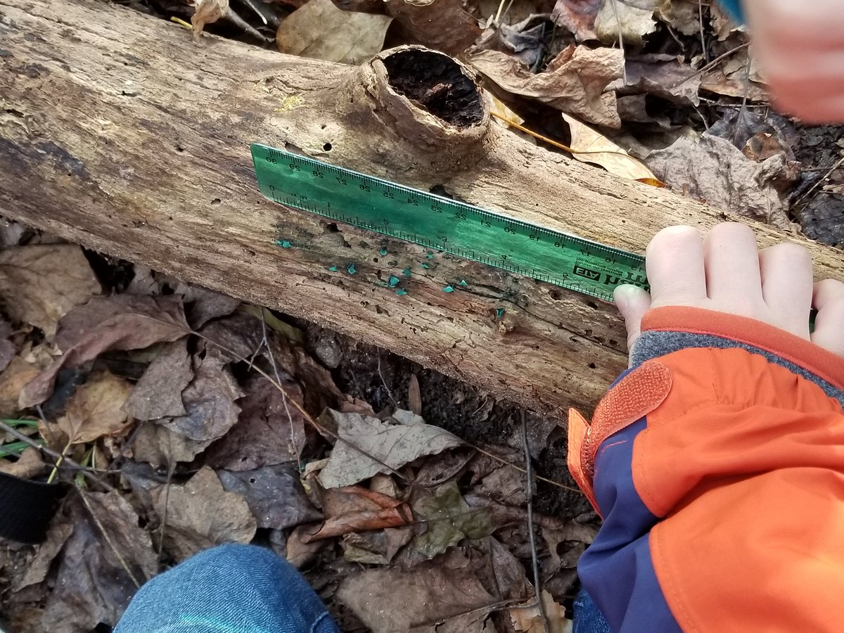 MKJozwick's tweet photo. Another successful BioBlitz for @CatonsvilleES.  Thank you @BCPSOutdoorSci @GIS_Cromwell @BCPSSci https://t.co/3QFd2qosIw