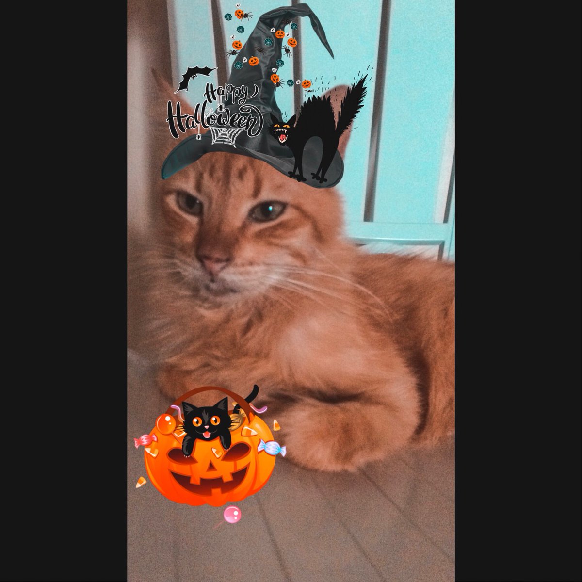 lourocat's tweet photo. Happy halloween 🎃 😽 https://t.co/j7Q21toWDK