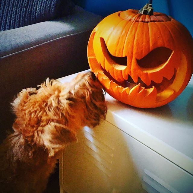 GuyStock's tweet photo. Norah vs Pumpkin 🎃 #halloweendogsofinstagram #halloween #doghalloween #irishterrierlovers #irishterrier #norah https://t.co/uo4hVeFECO https://t.co/zDWMPWRtHW