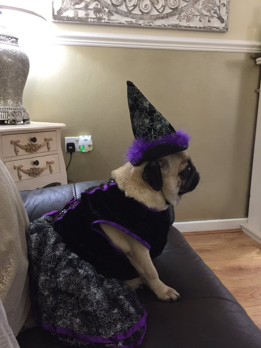 pixie_pug's tweet image. Waiting to go trick or treating 🎃👻 #HappyHalloween2018 #HappyHallowen #Halloween18 #halloweencostume #TrickOrTreating