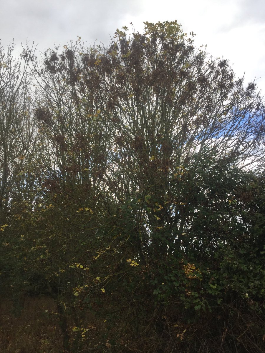 MickBiddleFR's tweet photo. Collecting ash seed with @ForestryComm Barnaby Wylder for testing at @Forest_Research from trees which appear to be have low susceptibility to #ashdieback Hymenoscyphus fraxineus. In E Anglia. https://t.co/pDU3RBYOe5