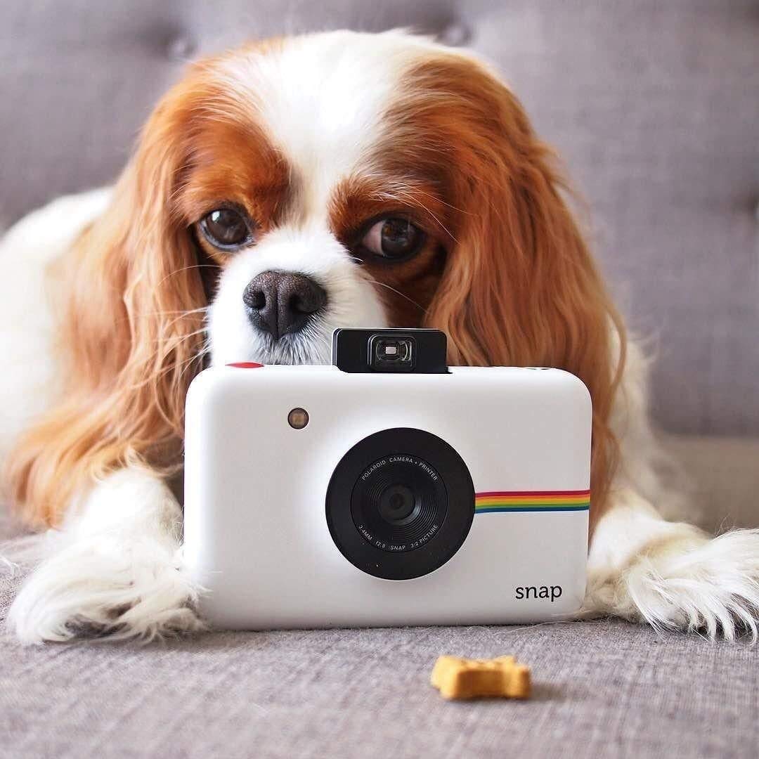 filmcameraexprt's tweet image. Polaroid Snap Digital Instant Camera lets you stand out from the crowd and print photos as soon as you take them. The Polaroid digital camera has 3 different filters and a border to create a fun photo. #Polaroid #instantphotos #photography